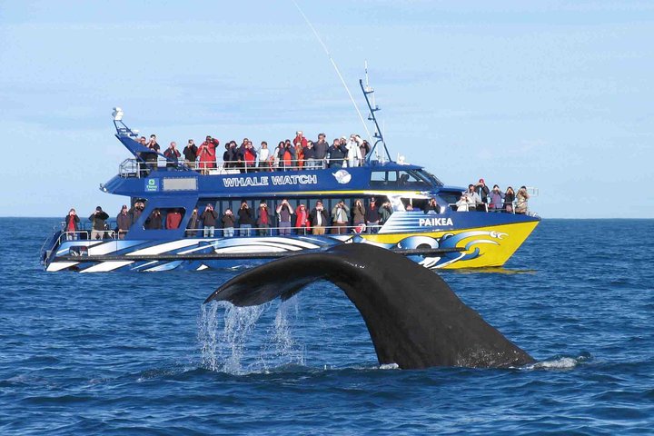 Whale Watching Cruise