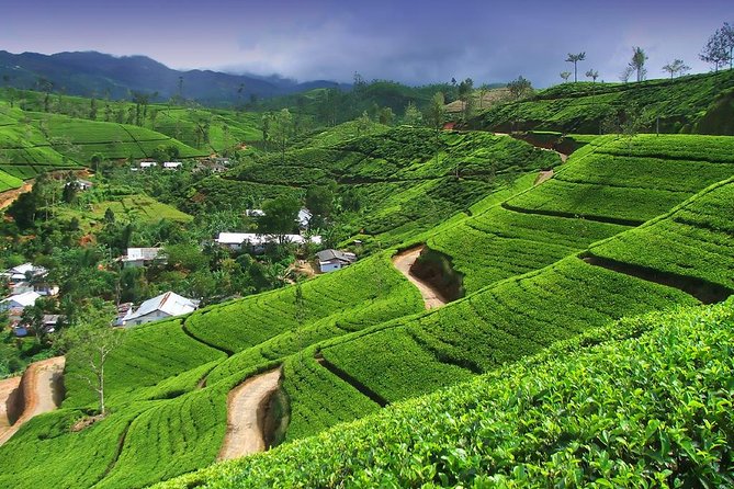 Tea Plantations of Nuwara Eliya